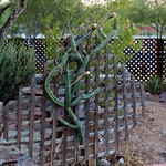 Night Blooming Cereus On A Trellis