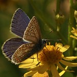 Common Blue. Polyommatus icarus.Nene Valley.