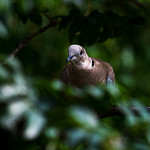 Collard Dove