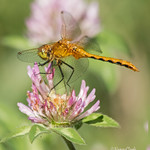 Ruby Meadowhawk (Sympetrum rubicundulum) Female