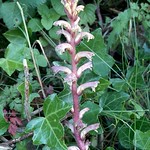 Ivy Broomrape Orobanche hederae