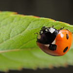 7-Spot ladybird