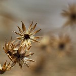The beauty of death (dry little ironweed)