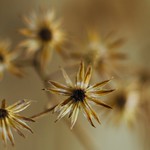 The beauty of death (dry little ironweed)