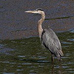 1.02044 Grand H&eacute;ron / Ardea herodias herodias / Great Blue Heron