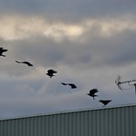 L'envol de la Corneille !