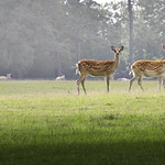 Woburn Sika deer
