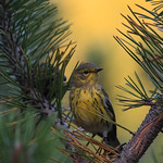''Le pin!'' Paruline tigr&eacute;e