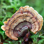 Polypore