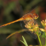 Meadowhawk - Sympetrum species, Acadia National Park, Bar Harbor, Maine