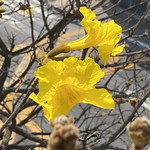 My Own Yellow Trumpet Tree. Spring is coming in 15 days.