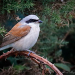 Red-backed Shrike_82A5392