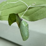 Rescued chrysalis doing fine.