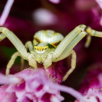 Misumena vatia (Golden-rod Crab Spider)