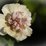 Hollyhock