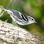 Black & White warbler