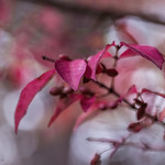 Pink leaves