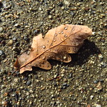 Die letzten Regentropfen ...