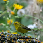 Wilson's Warbler