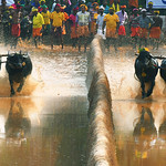 Kambala Sport