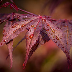 Back Yard Japanese Maple