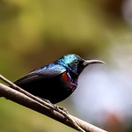 Purple sunbird - LR9A3212-2