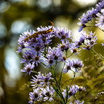 wild asters in the wind