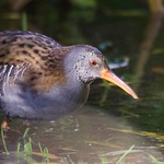 Water Rail