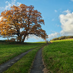 Oak near the "Palečkův" mill