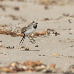 White Wagtail Mid-Jump Swallowing a Fly