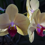 Phalaenopsis orchid Solid Gold.