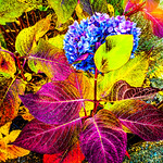 Hot autumn hydrangeas