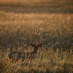 Mule deer velvet buck August morning rim light