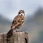 Lark Sparrow 5586