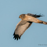 Northern Harrier - male