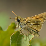 Hesperia comma