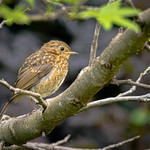 Juvenile Robin