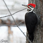Grand Pic Pileated Woodpecker - Dryocopus pileatus