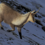 Camoscio appenninico (Rupicapra pyrenaica ornata)