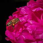 Honey Bee - Apis mellifera