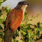 Burchell's coucal