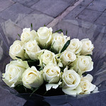 White Roses For The White Duke.