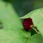Peak-a-boo raspberry