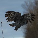 Great Gray Owl