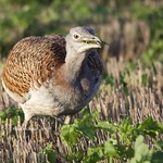 Great Bustard "Explore 14/1/2021"