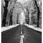 A road trip on Sunday morning through a beautiful oak forest in winter. Quiet. Silence.