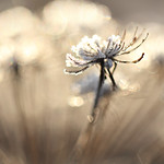 One wondrous winterland wander!