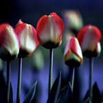 UNE TOUCHE DE PRINTEMPS