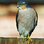 Male Sparrowhawk