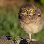 Burrowing Owl (Monday Face)